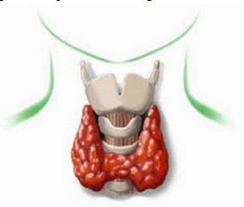 tiroides-nutricion