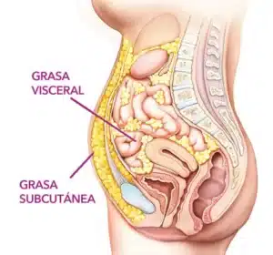 grasa visceral jaen